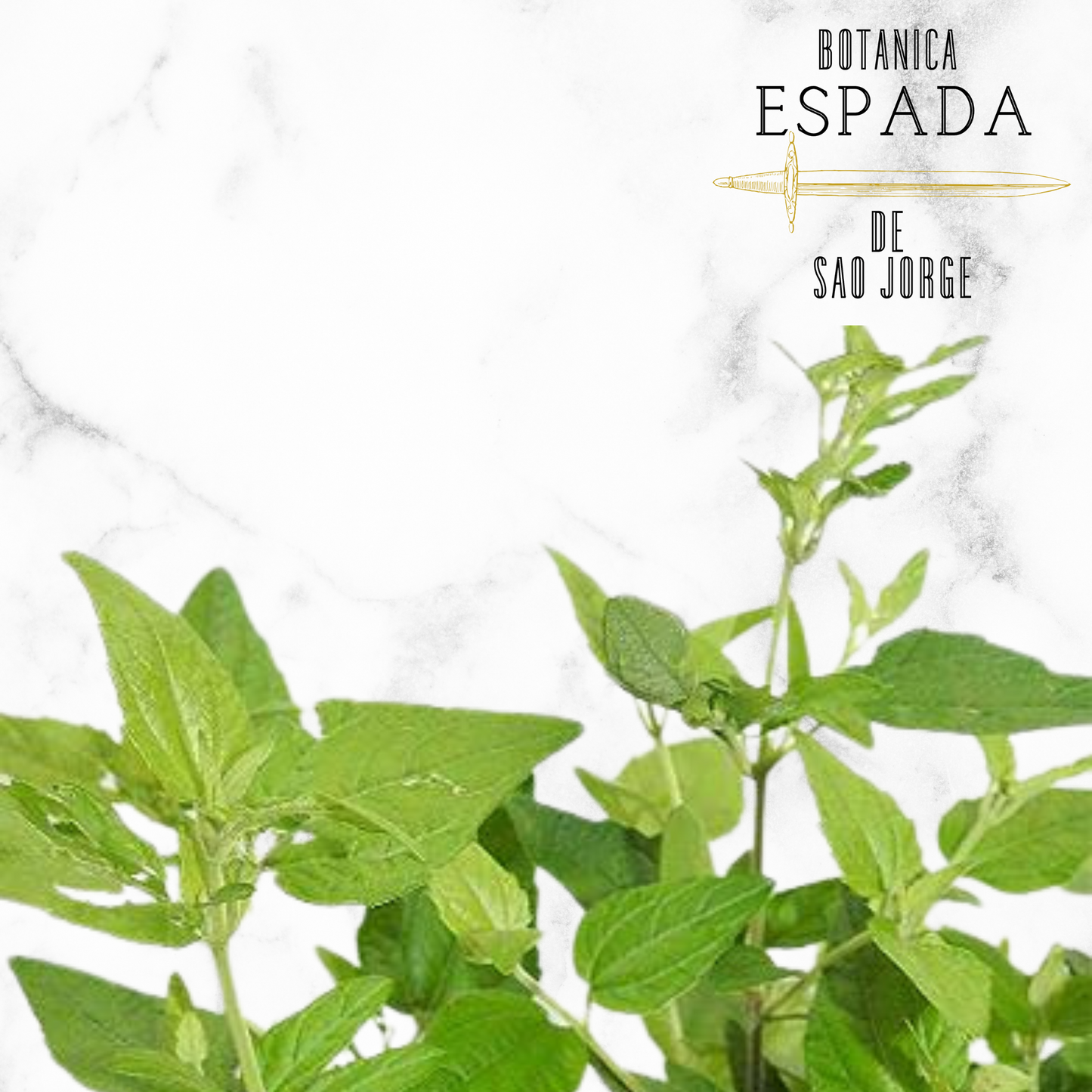 ABRE CAMINO/OPEN ROAD