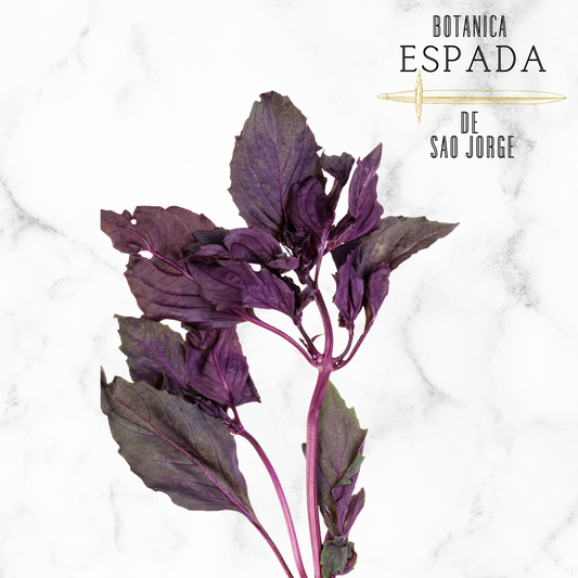 ALBAHACA MORADA/MANJERICÃO/ PURPLE BASIL